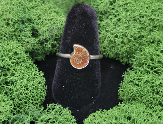 Ammonite Rings - Rock Bottom Jewelry & Engraving
