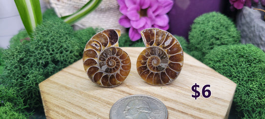Small Sliced Ammonite Pairs - Rock Bottom Jewelry & Engraving