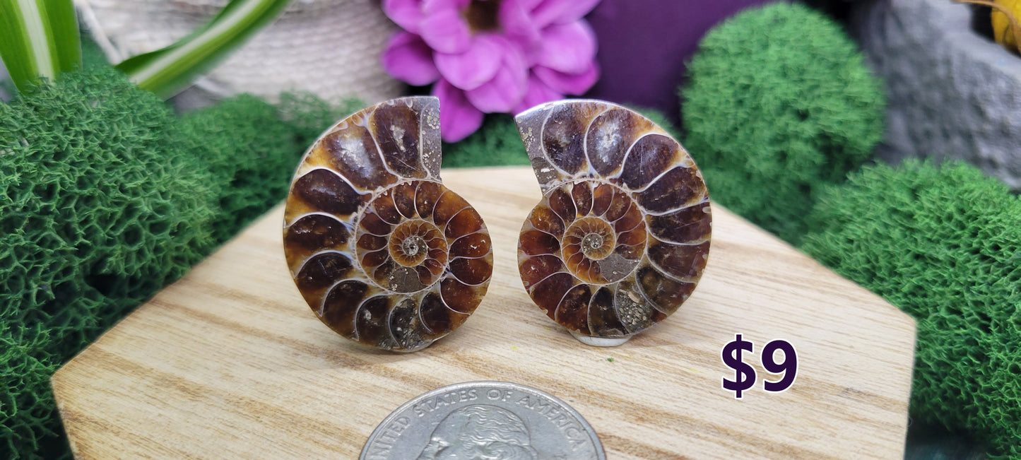 Small Sliced Ammonite Pairs - Rock Bottom Jewelry & Engraving