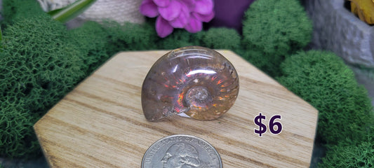 Small Ammonites - Rock Bottom Jewelry & Engraving