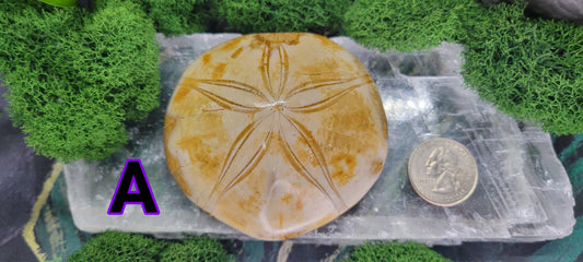 Sand Dollar Fossil - Rock Bottom Jewelry & Engraving