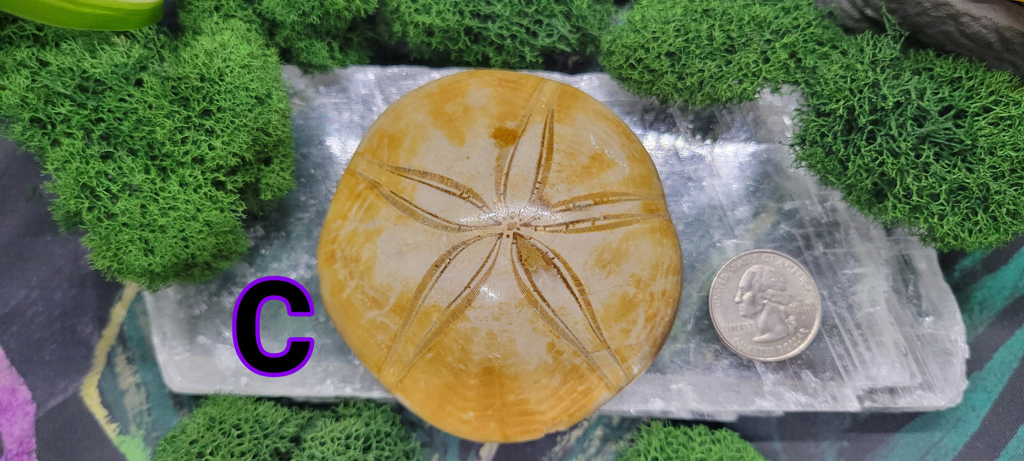 Sand Dollar Fossil - Rock Bottom Jewelry & Engraving