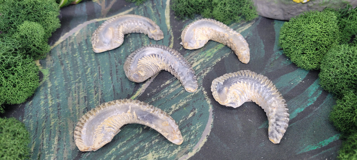 Biting Clam Fossils - Rock Bottom Jewelry & Engraving