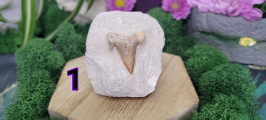 Shark Tooth Fossil in Rock - Rock Bottom Jewelry & Engraving