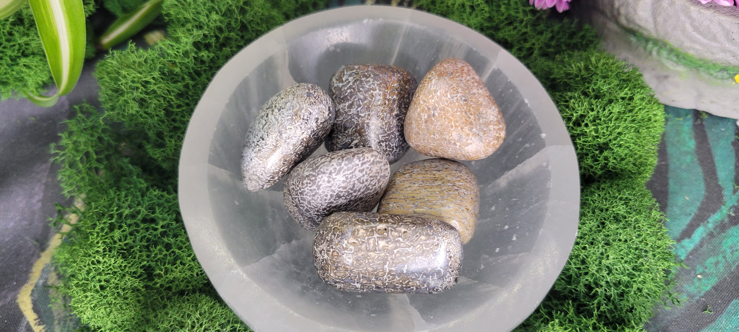 Allosaurus Tumble - Rock Bottom Jewelry & Engraving