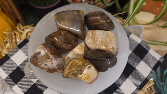 Petrified Wood Tumble