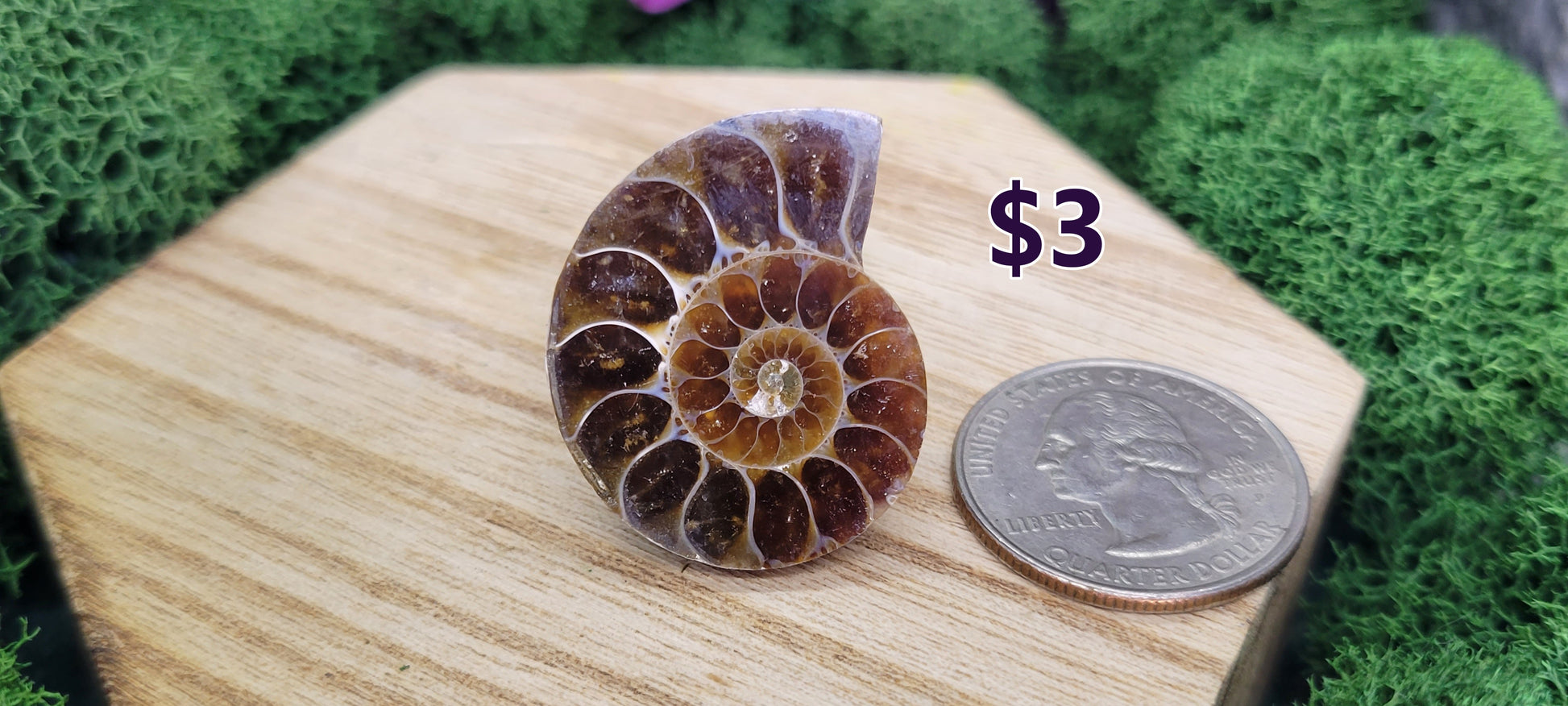 Small Single Sliced Ammonites - Rock Bottom Jewelry & Engraving