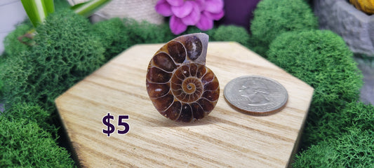 Small Single Sliced Ammonites - Rock Bottom Jewelry & Engraving