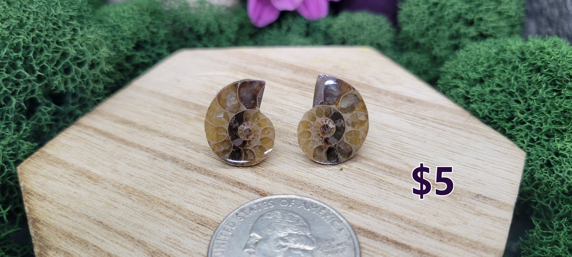 Small Sliced Ammonite Pairs - Rock Bottom Jewelry & Engraving