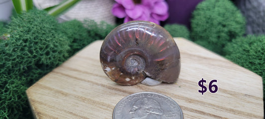 Small Ammonites - Rock Bottom Jewelry & Engraving
