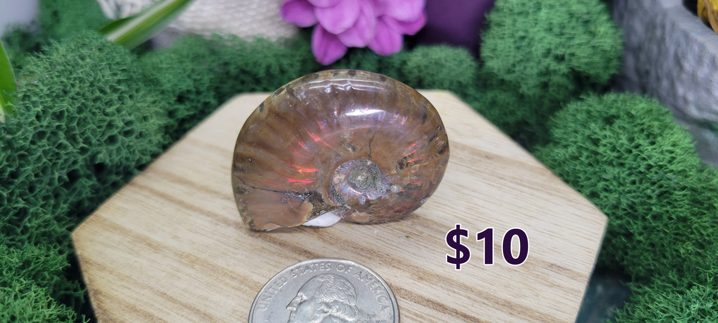 Small Ammonites - Rock Bottom Jewelry & Engraving