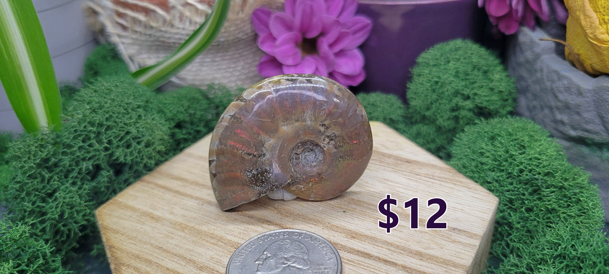 Small Ammonites - Rock Bottom Jewelry & Engraving