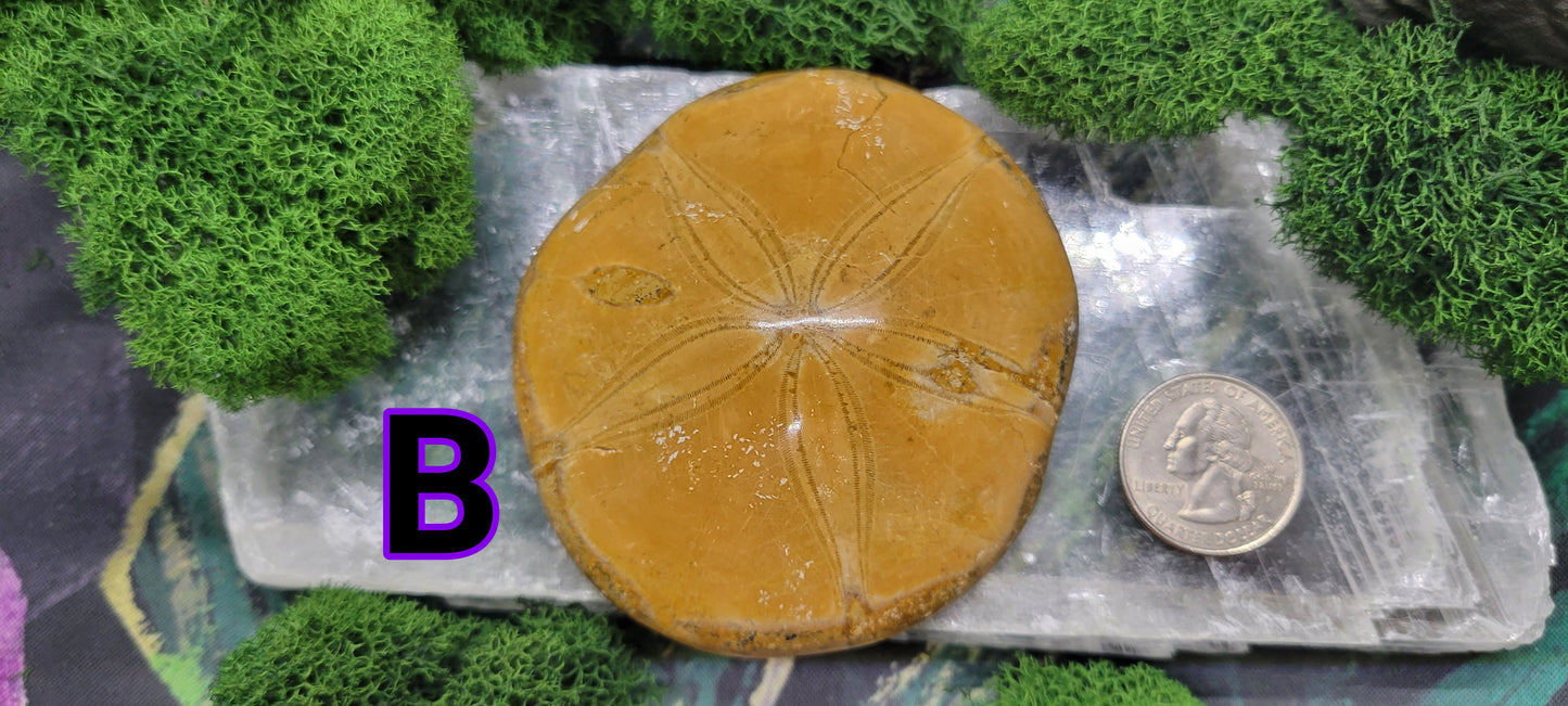 Sand Dollar Fossil – Rock Bottom Jewelry Engraving