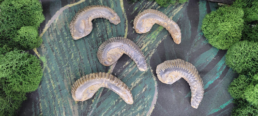 Biting Clam Fossils