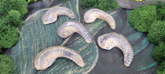 Biting Clam Fossils