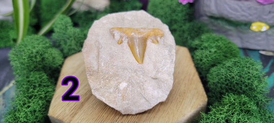 Shark Tooth Fossil in Rock