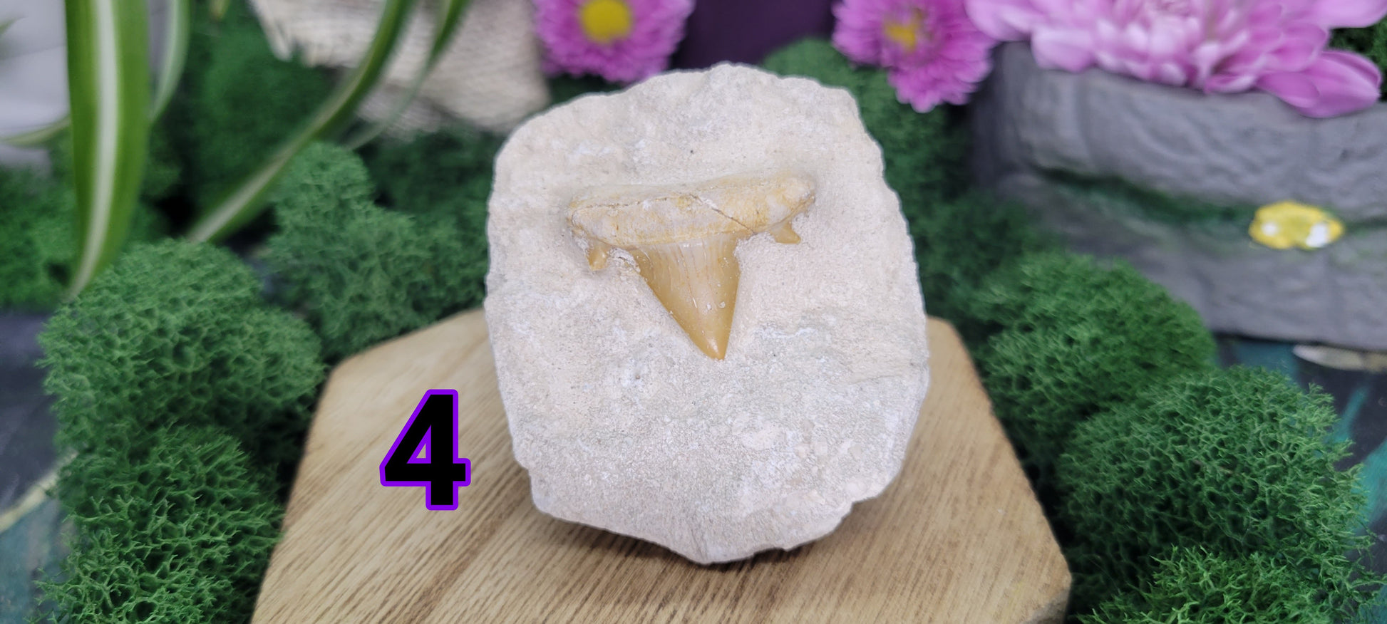 Shark Tooth Fossil in Rock - Rock Bottom Jewelry & Engraving